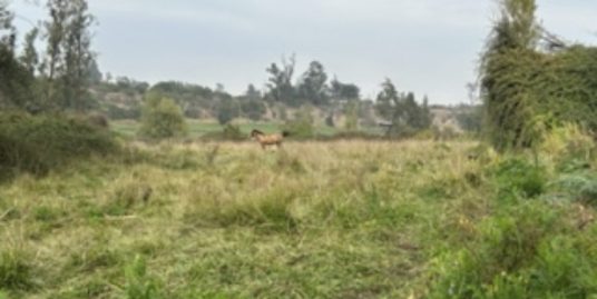 Preciosa parcela en La Montaña, Puangue, Melipilla. Privada, pocos y buenos vecinos.