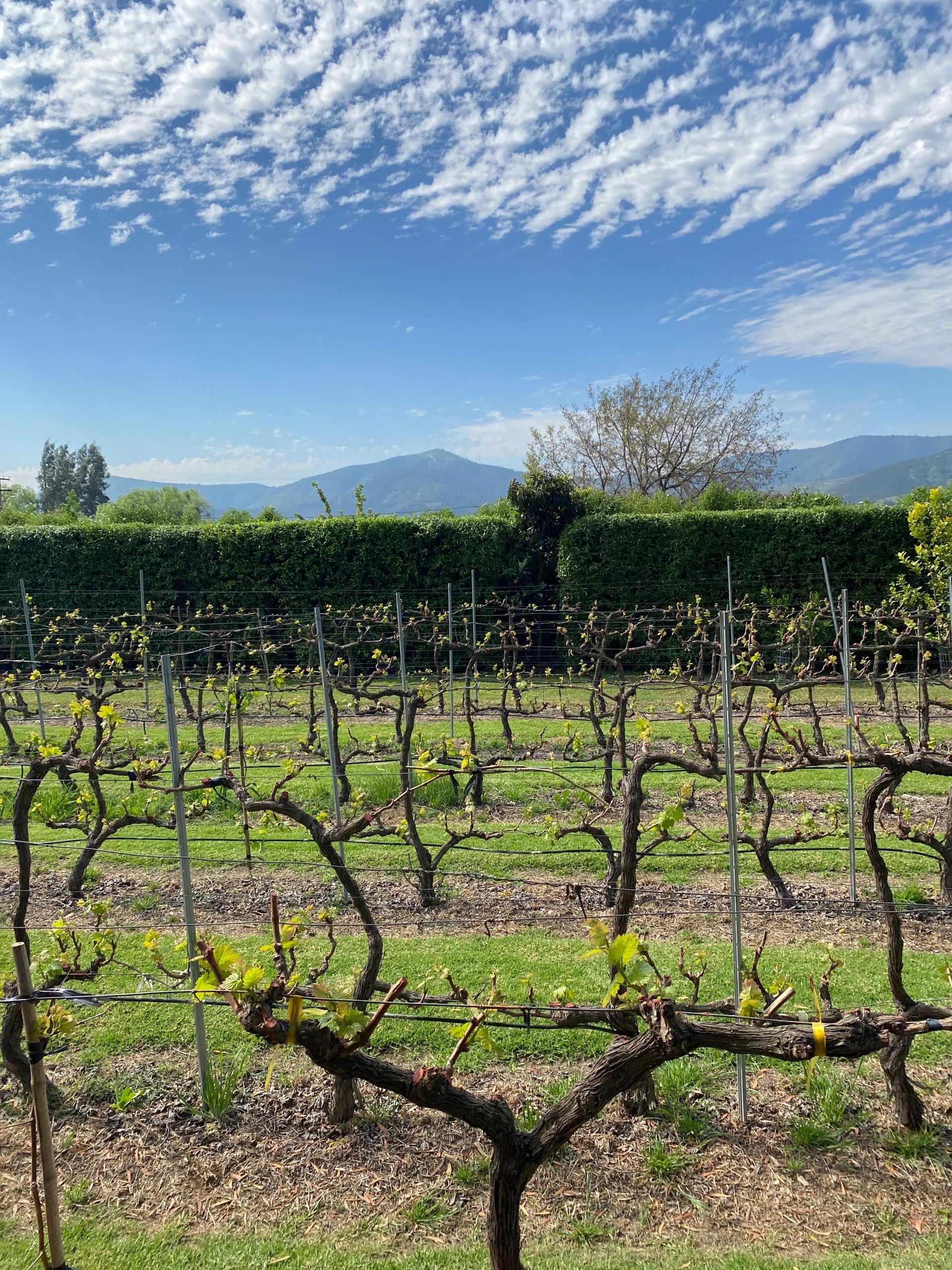 Preciosa parcela en venta. EL Transito, Melipilla.
