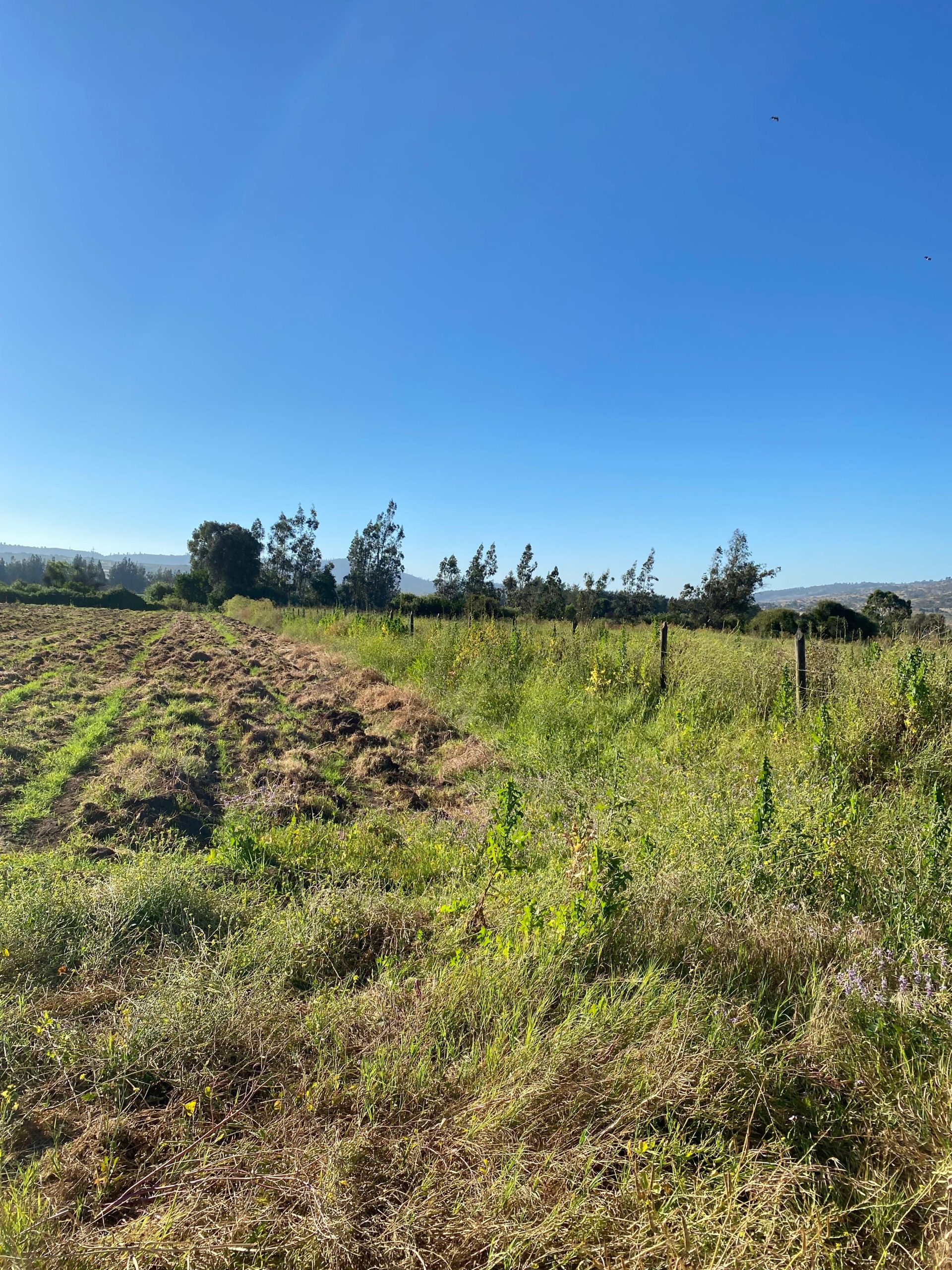 MAGNIFICA OPORTUNIDAD PARCELA DE 3 Hà EN VENTA EN PUANGUE.